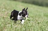 BOSTON TERRIER 134